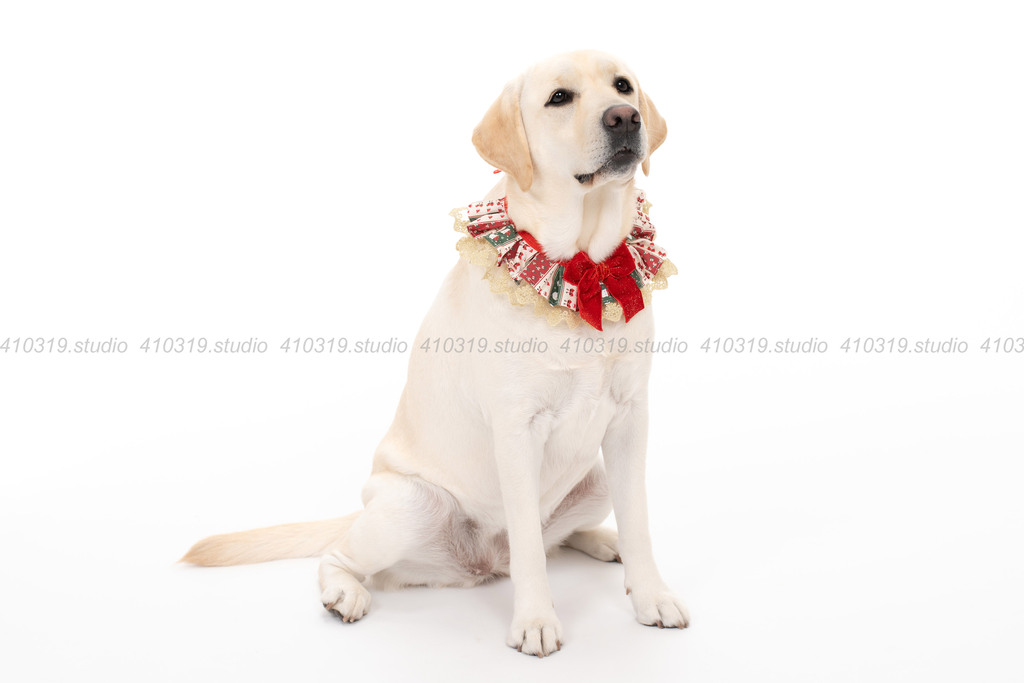ラブラドールレトリバー 410319.studio