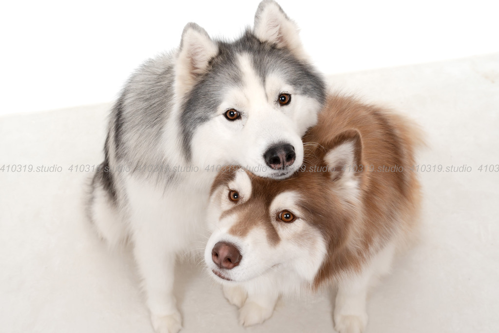 シベリアンハスキー 410319.studio