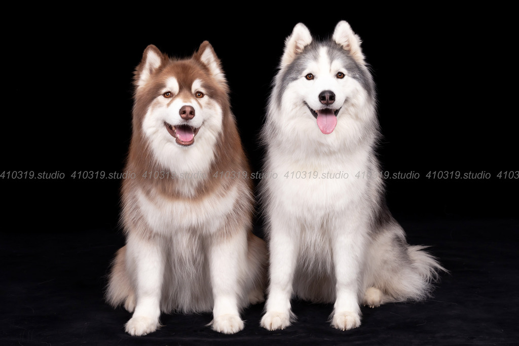 シベリアンハスキー 410319.studio