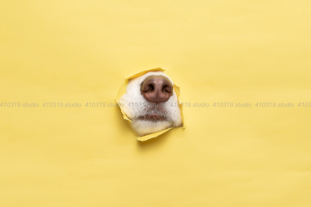 シベリアンハスキー 410319.studio