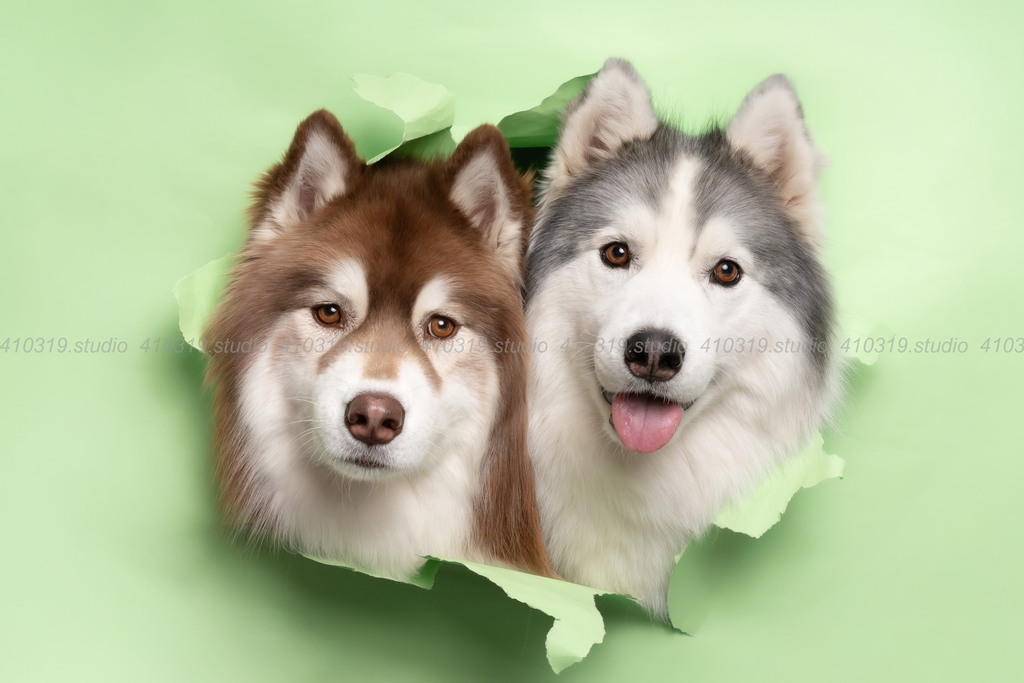 シベリアンハスキー 410319.studio