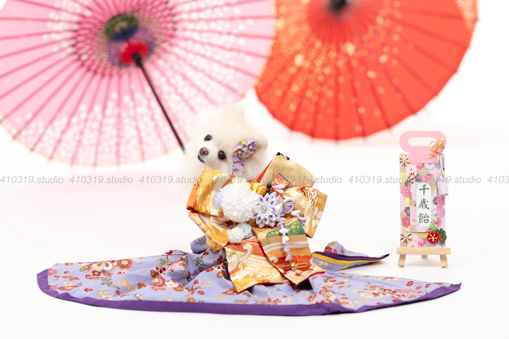 ポメラニアン 410319.studio