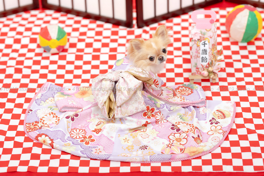 チワワ 410319.studio