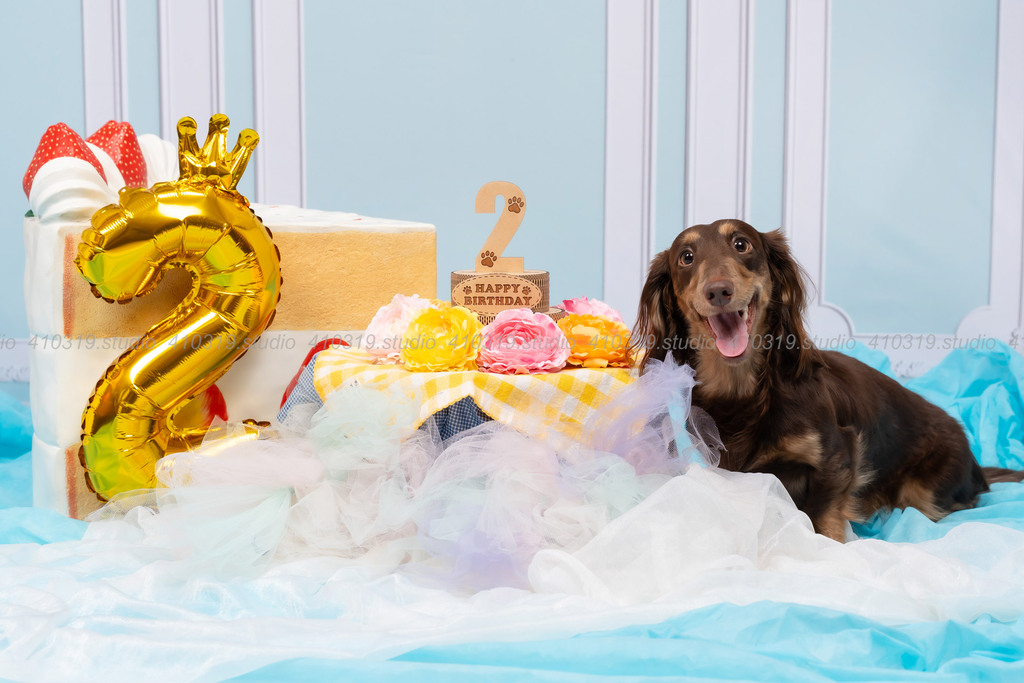 ミニチュアダックス 410319.studio