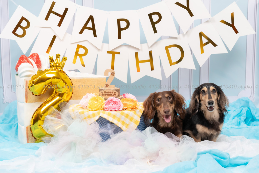 ミニチュアダックス 410319.studio