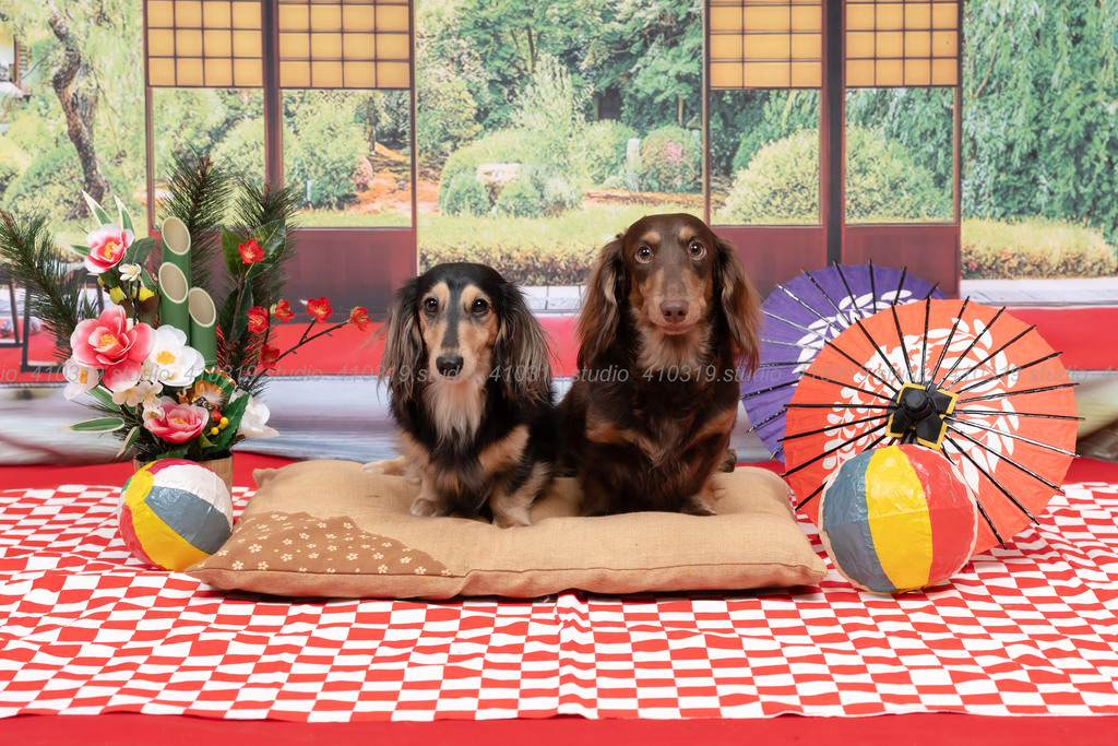 ミニチュアダックス 410319.studio