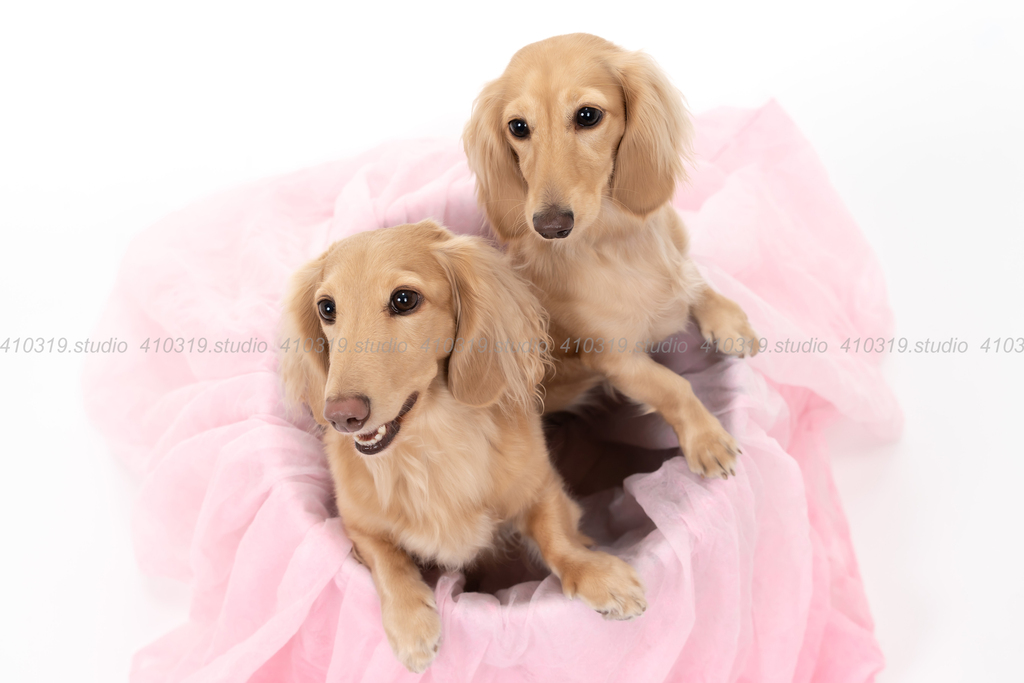 ミニチュアダックス 410319.studio