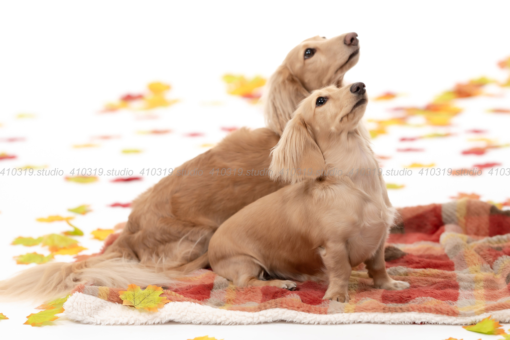 ミニチュアダックス 410319.studio