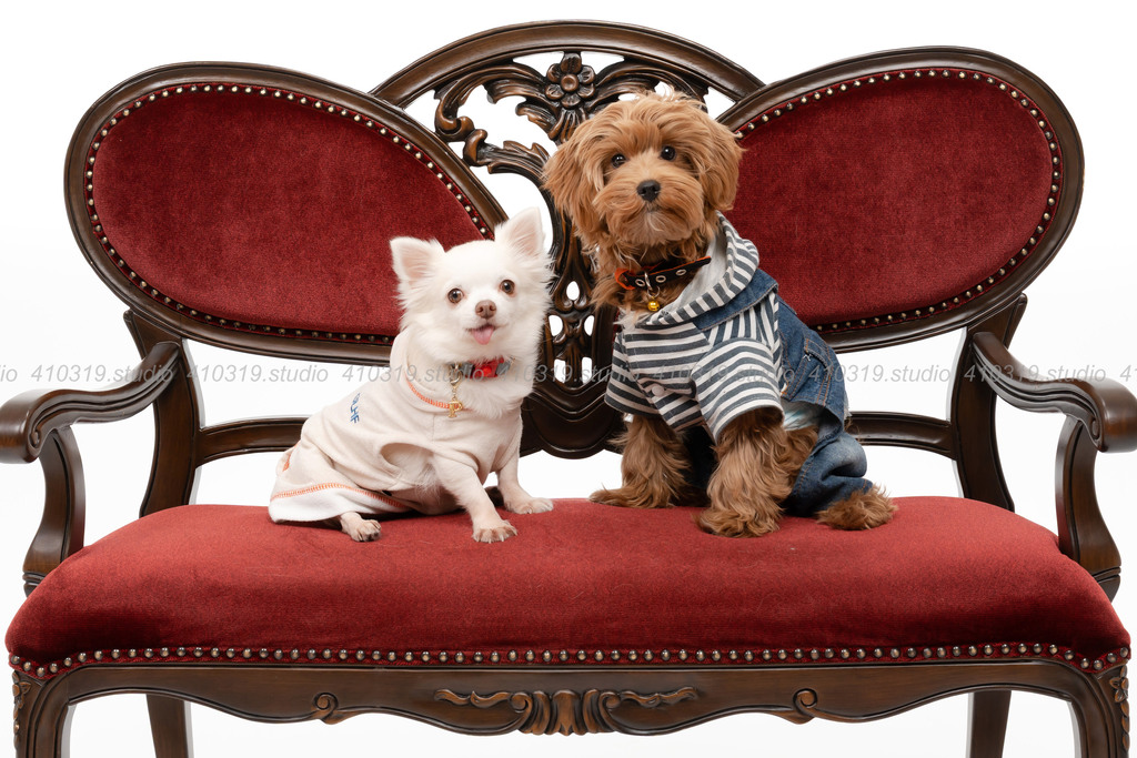 チワワ マルプー 410319.studio