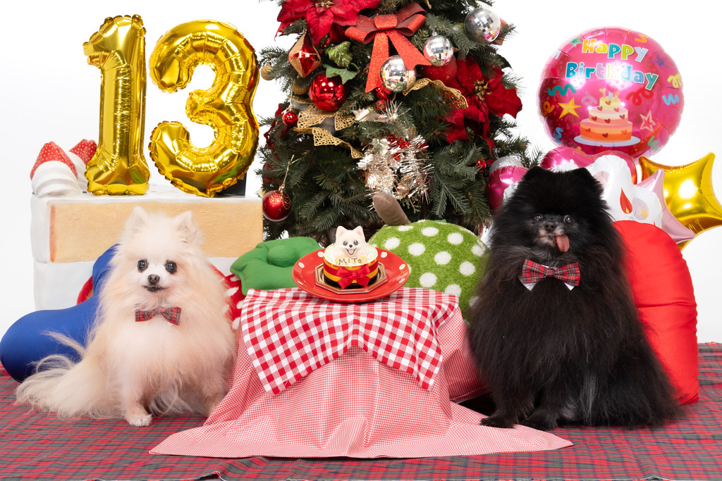 ポメラニアン 410319.studio