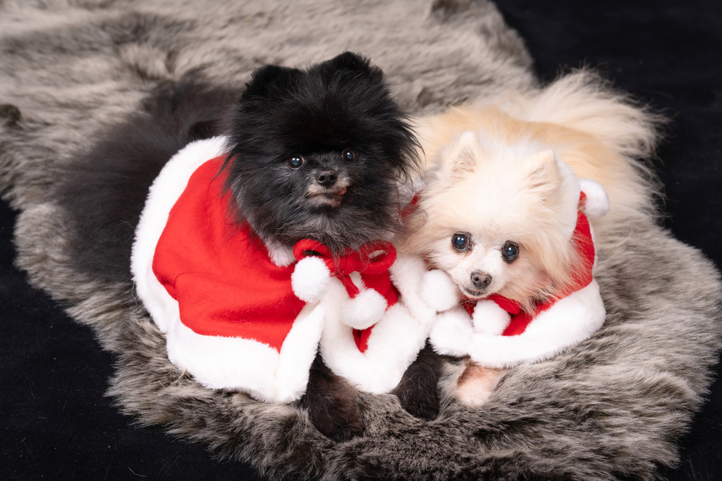 ポメラニアン 410319.studio