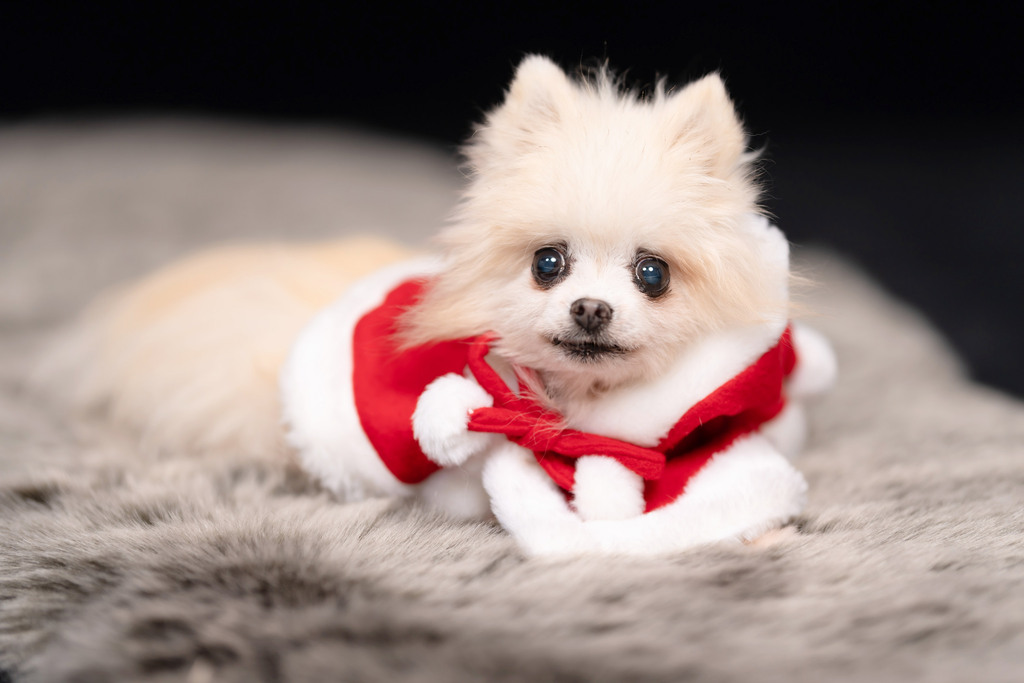 ポメラニアン 410319.studio