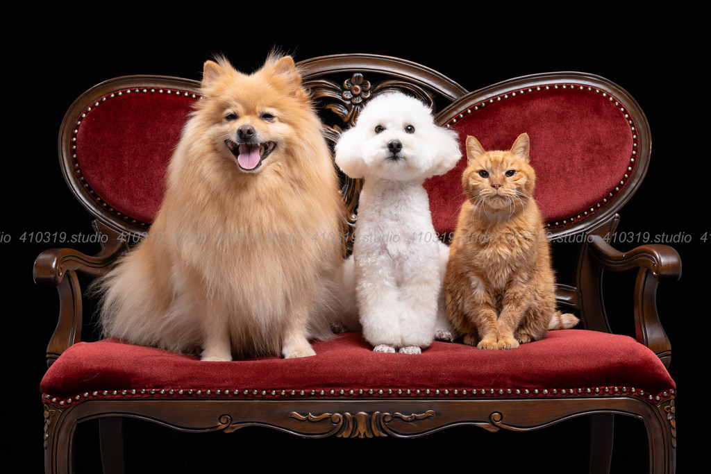 ポメラニアン トイプードル 和猫 410319.studio