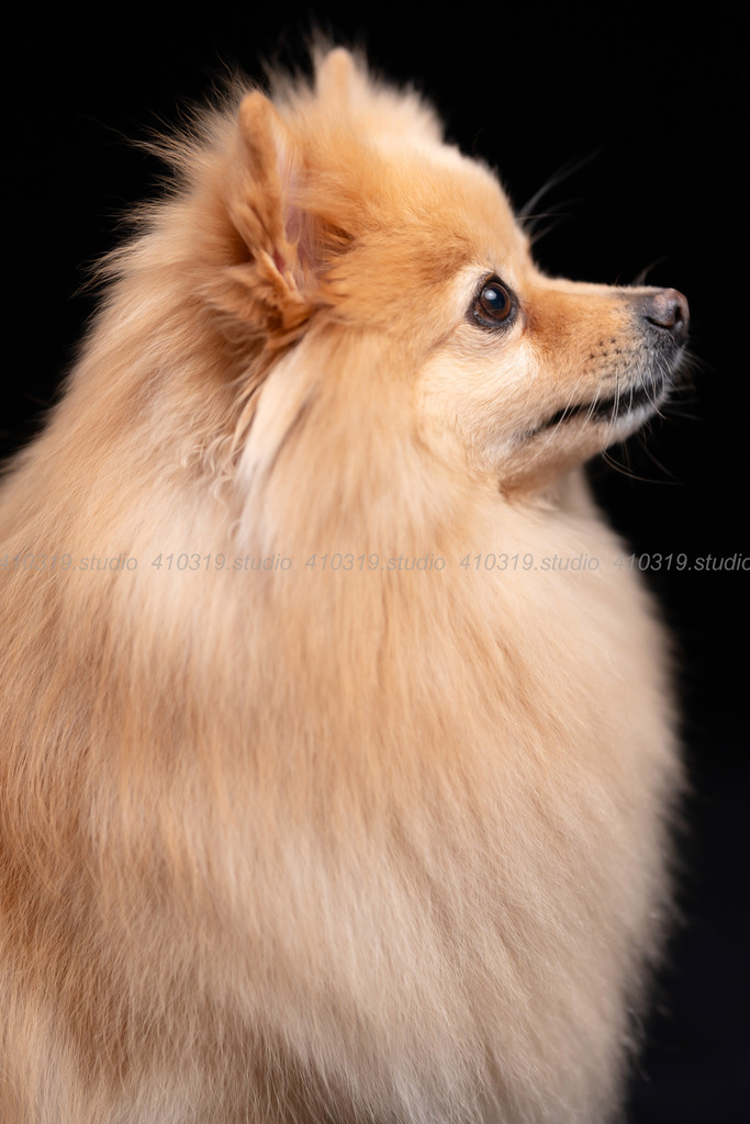 ポメラニアン 410319.studio