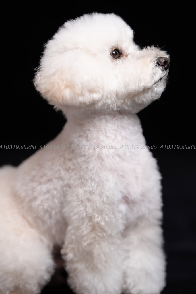 トイプードル 410319.studio