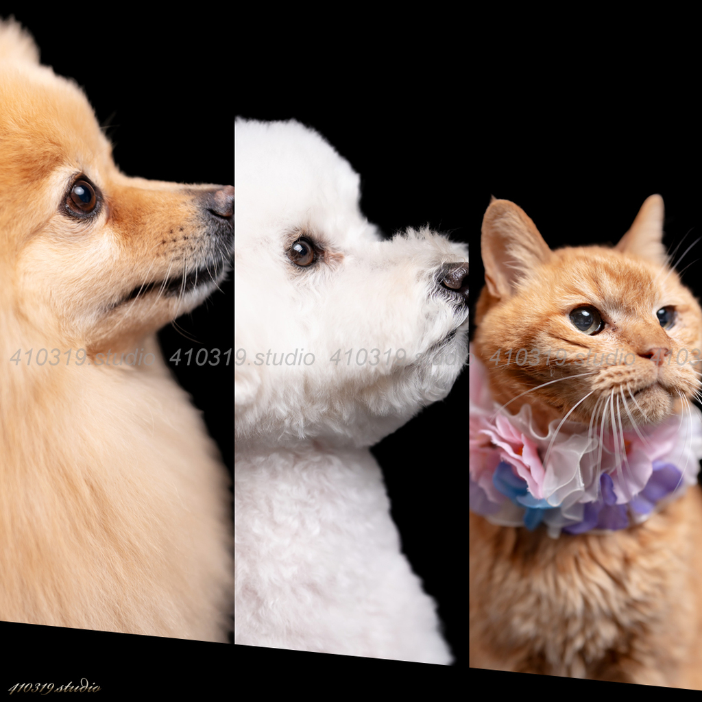 ポメラニアン トイプードル 和猫 410319.studio