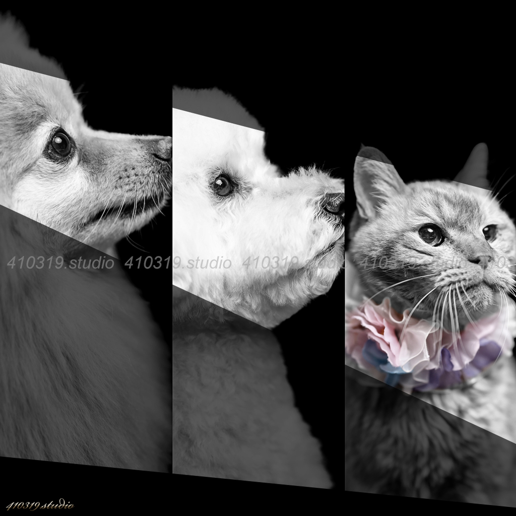 ポメラニアン トイプードル 和猫 410319.studio