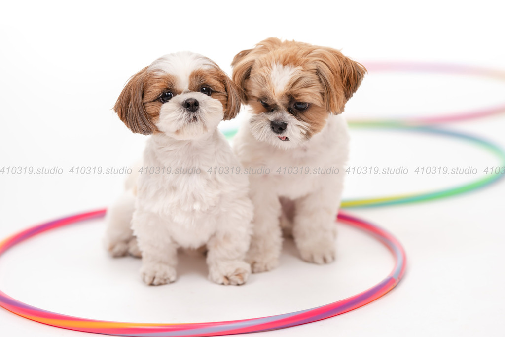 シーズー 410319.studio