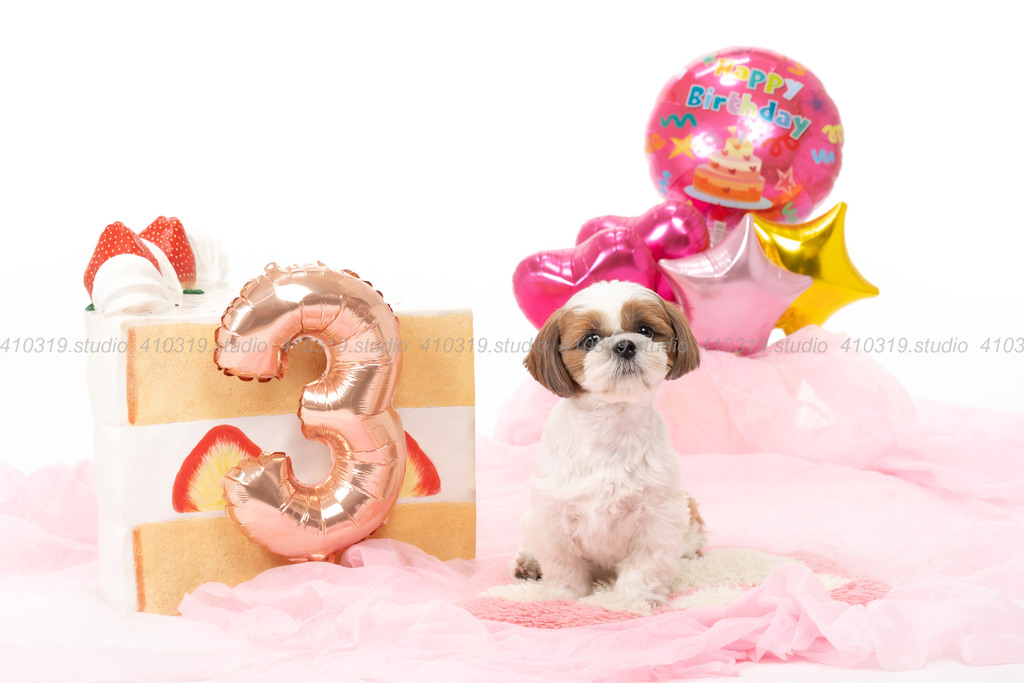 シーズー 410319.studio