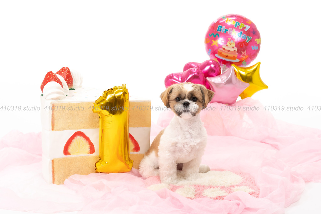 シーズー 410319.studio