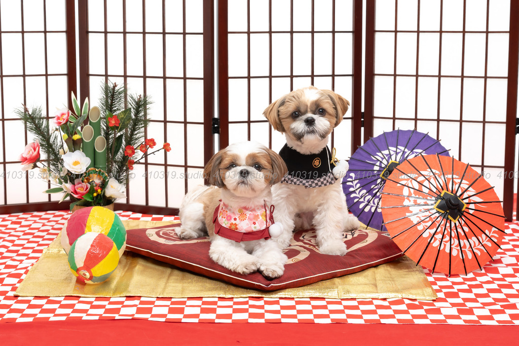 シーズー 410319.studio