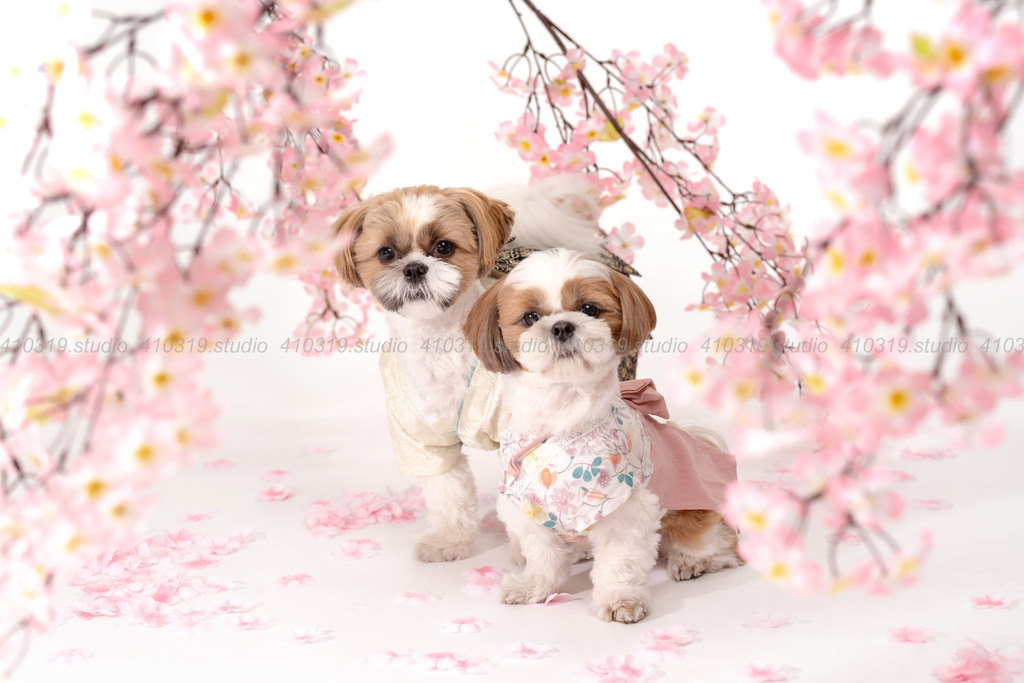 シーズー 410319.studio