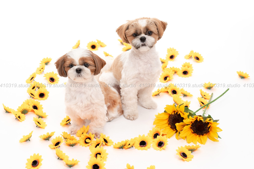 シーズー 410319.studio