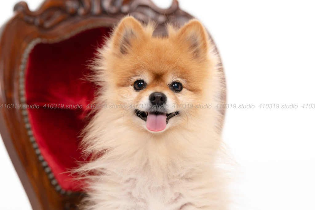 ポメラニアン 410319.studio