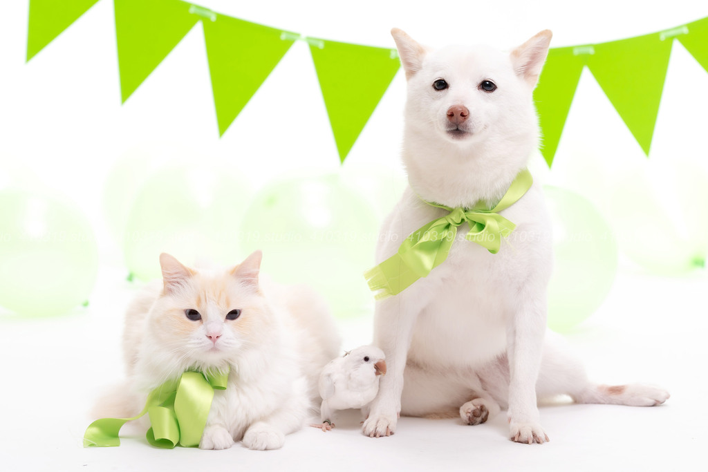 柴犬 ラグドール オキナインコ 410319.studio