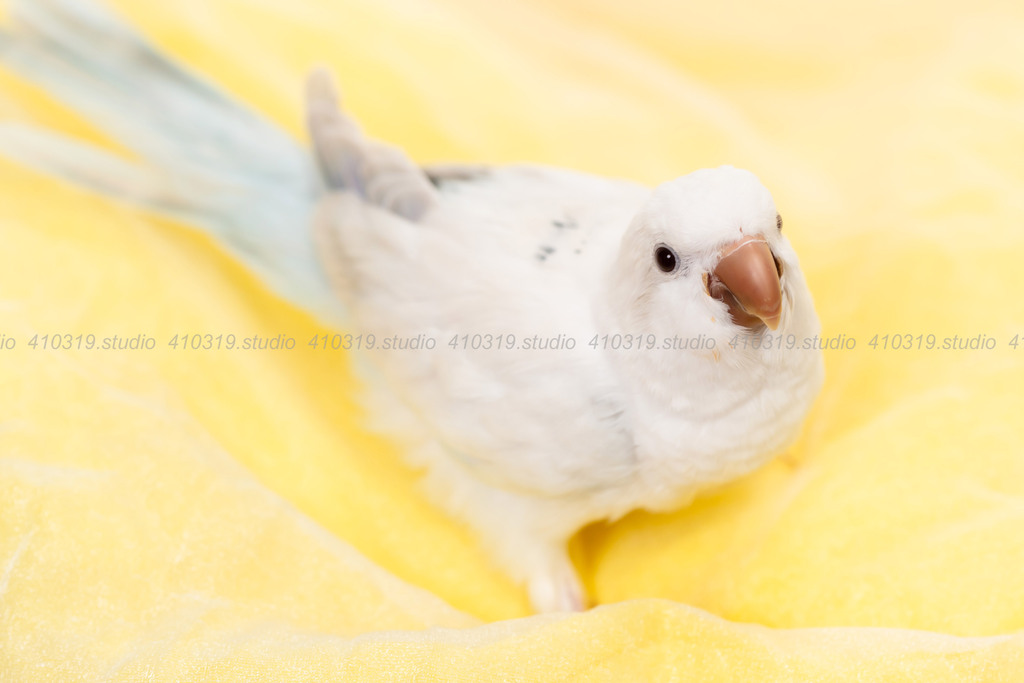 オキナインコ 410319.studio