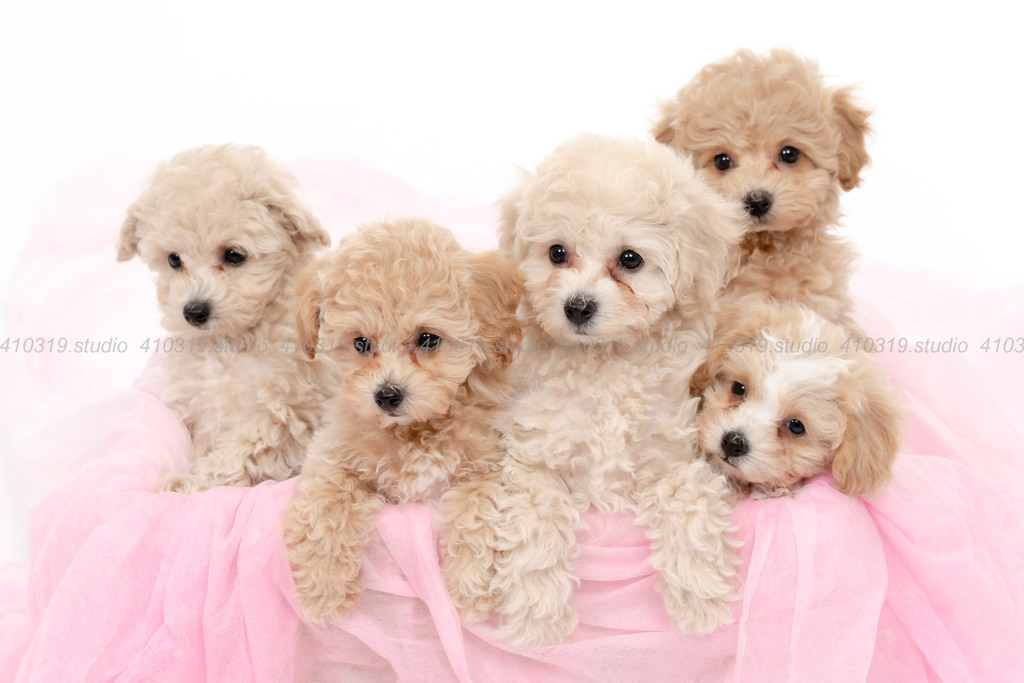 ビションフリーゼ 410319.studio