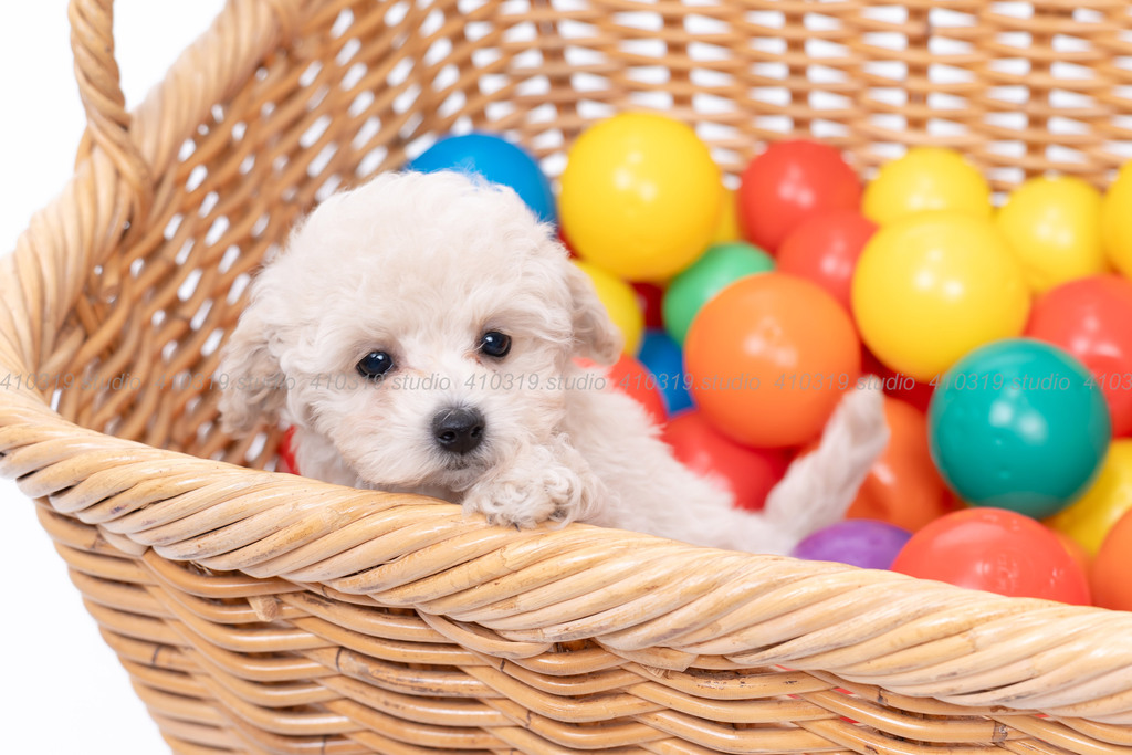 ビションフリーゼ 410319.studio