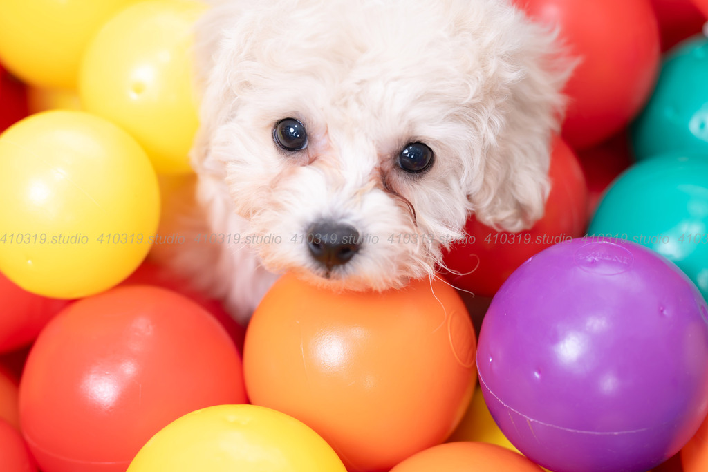 ビションフリーゼ 410319.studio