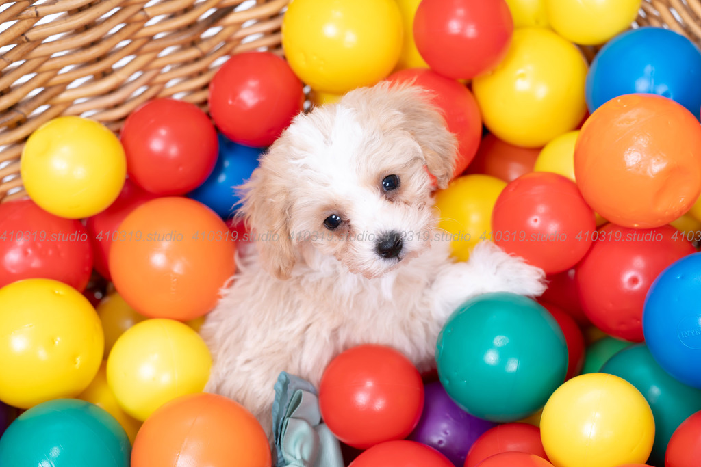 ビションフリーゼ 410319.studio