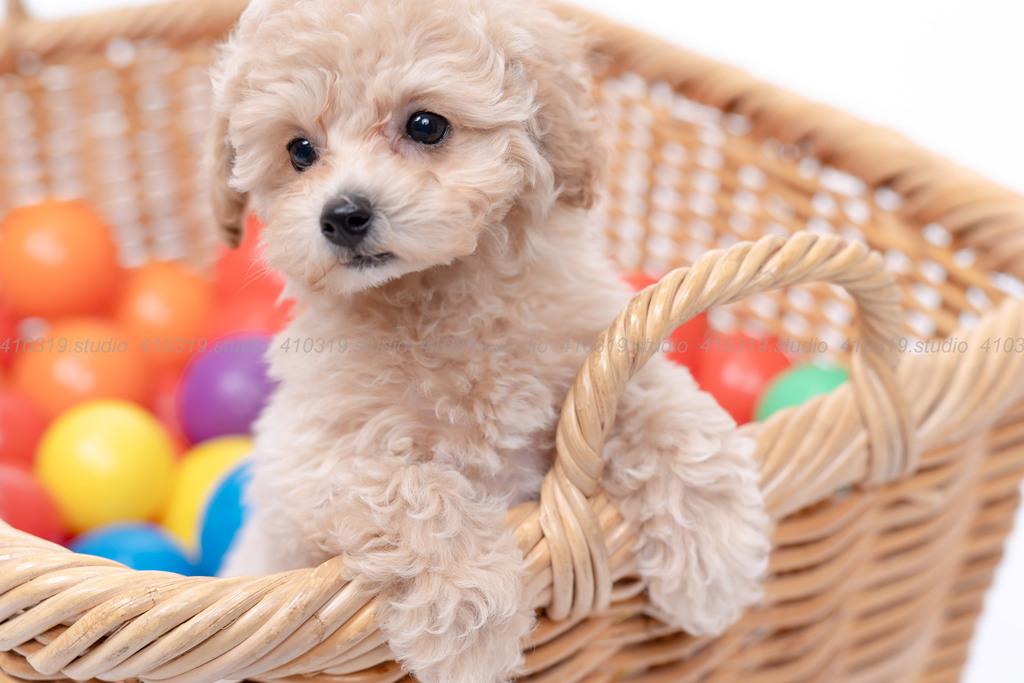 ビションフリーゼ 410319.studio