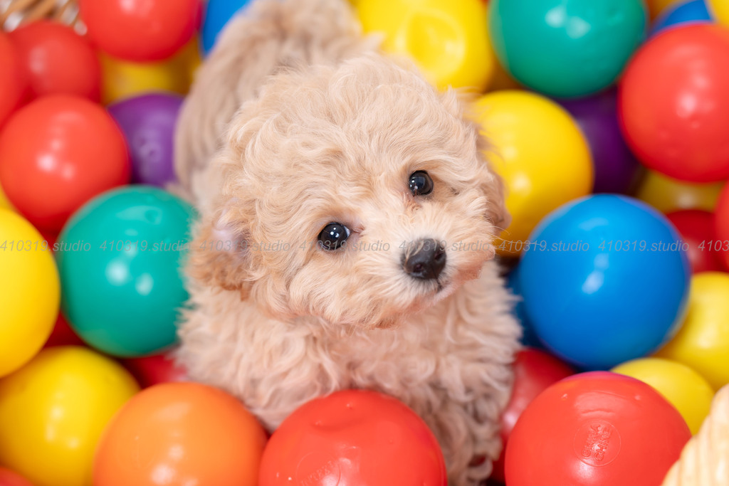 ビションフリーゼ 410319.studio