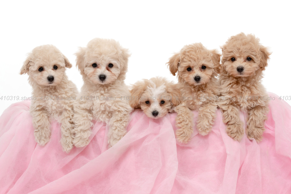 ビションフリーゼ 410319.studio