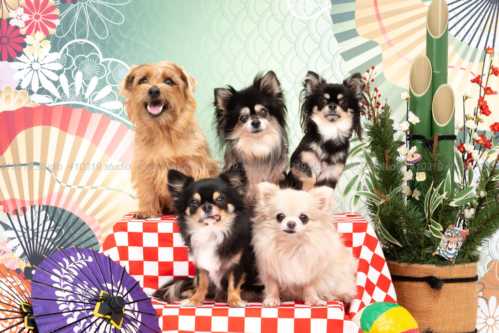 チワワ ノーフォークテリア 410319.studio