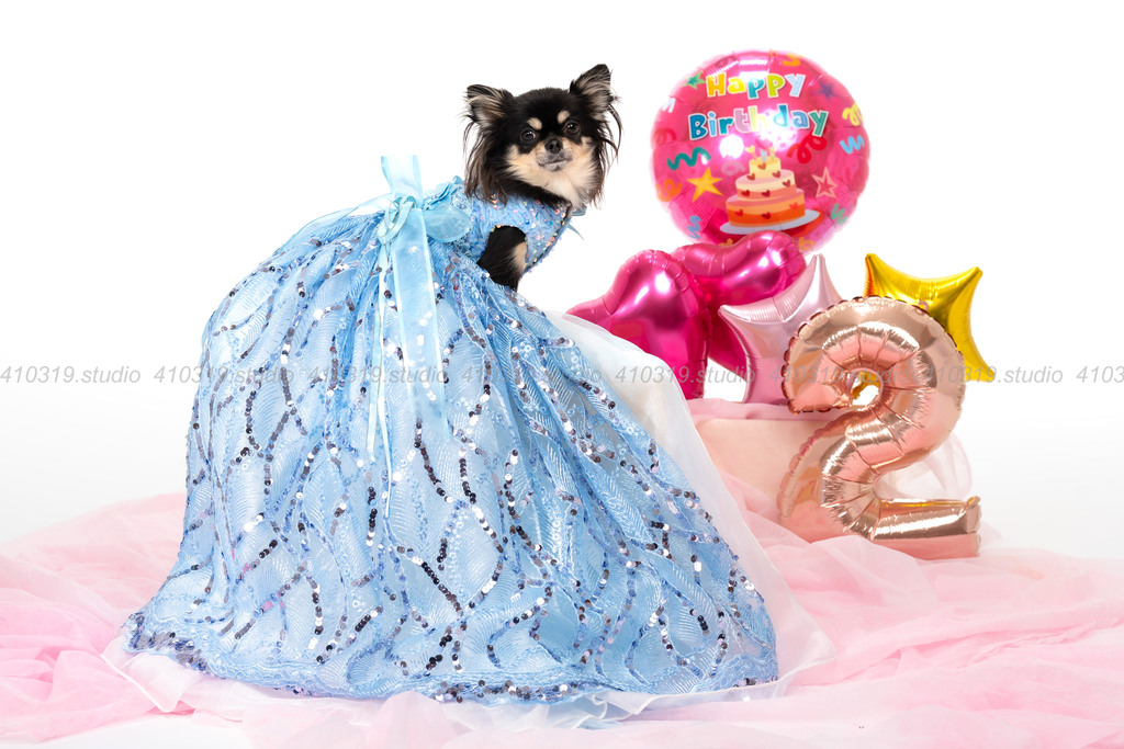 チワワ 410319.studio