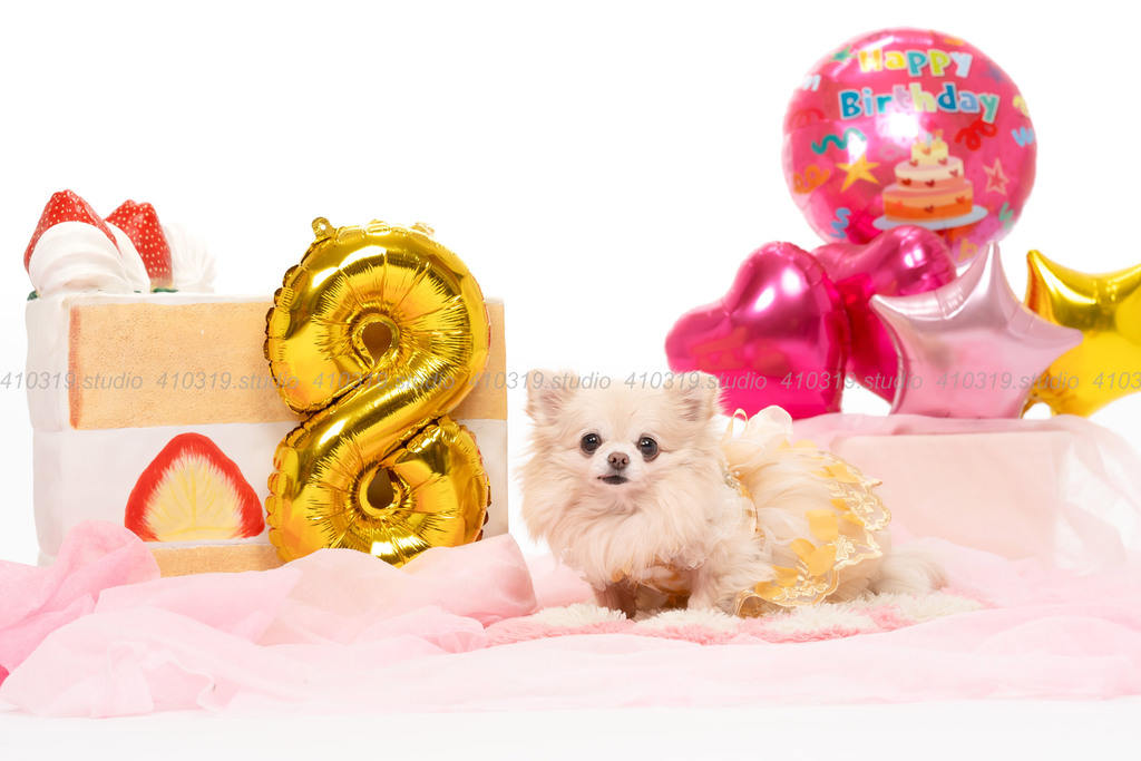 チワワ 410319.studio