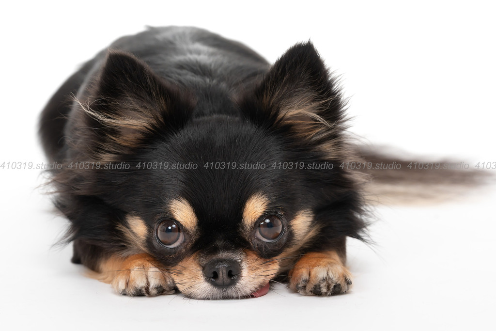 チワワ 410319.studio