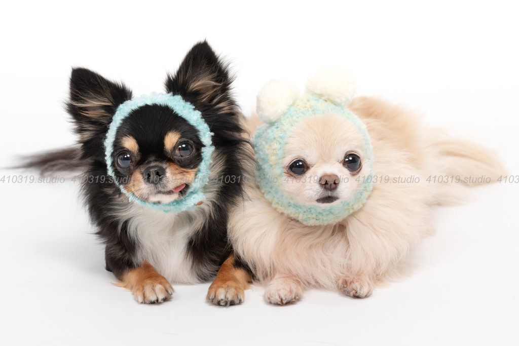 チワワ 410319.studio