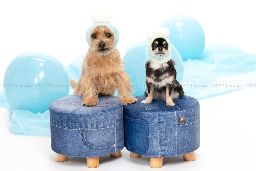 ノーフォークテリア 410319.studio