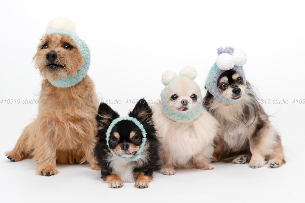 チワワ ノーフォークテリア 410319.studio