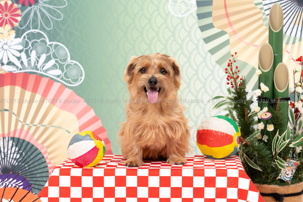 チワワ 410319.studio