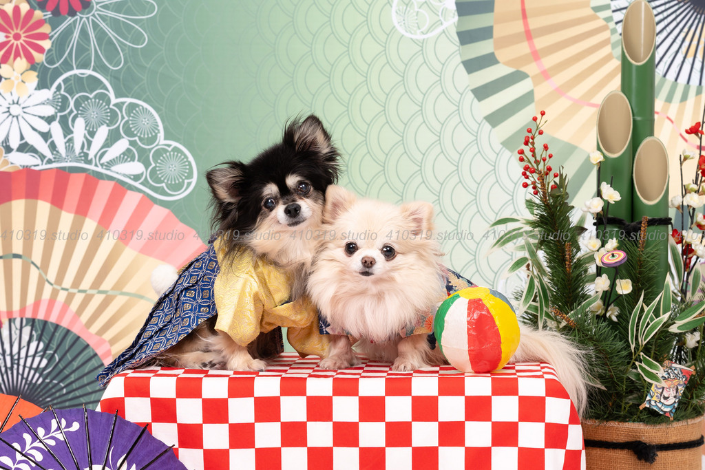 チワワ 410319.studio