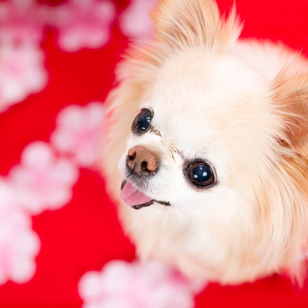 ふぉとさいく撮影サンプル